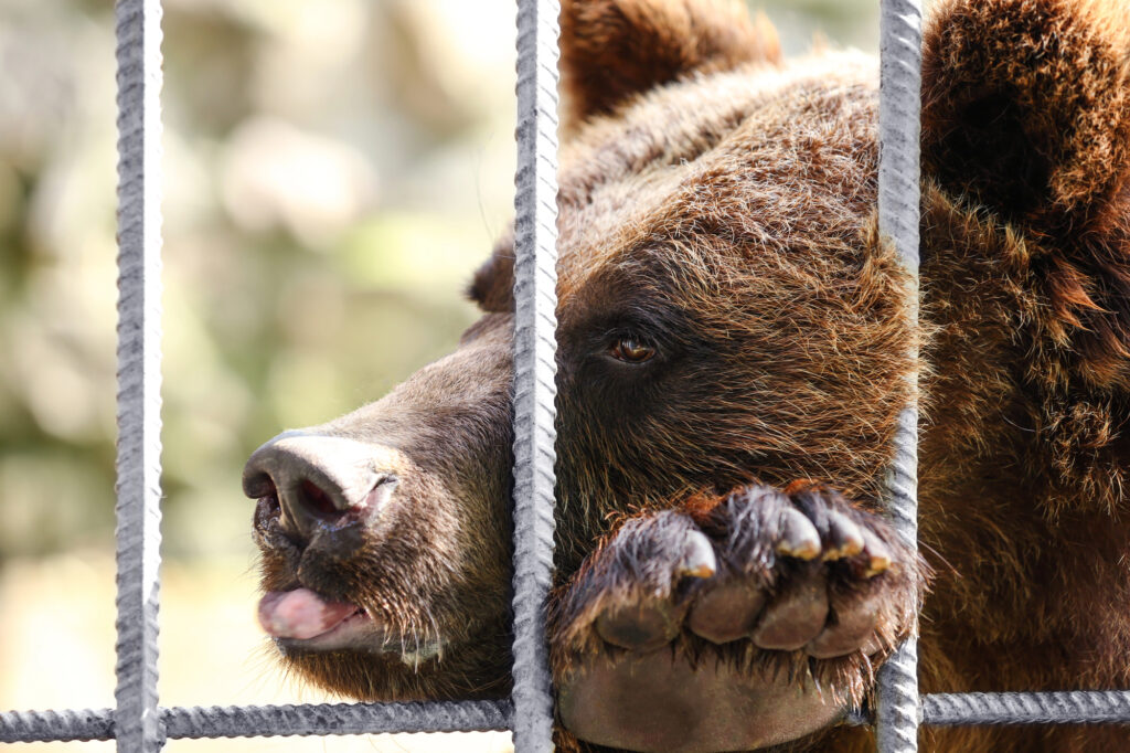 A bear cub looks out of a cage with resting his head on one paw on an iron railing