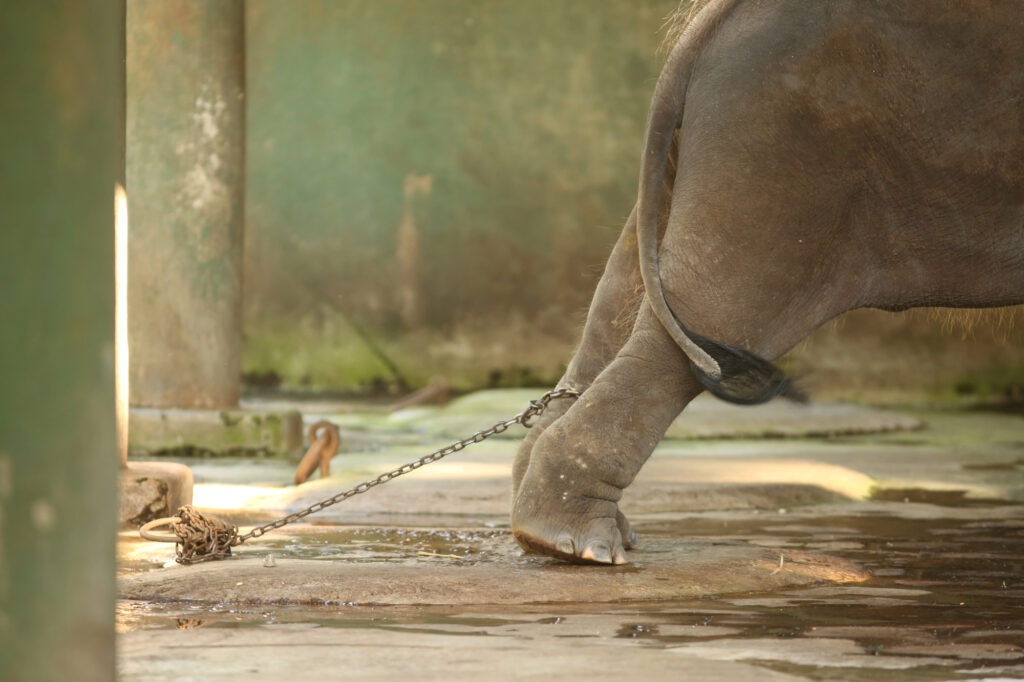 An elephant's leg tethered to a concrete post.