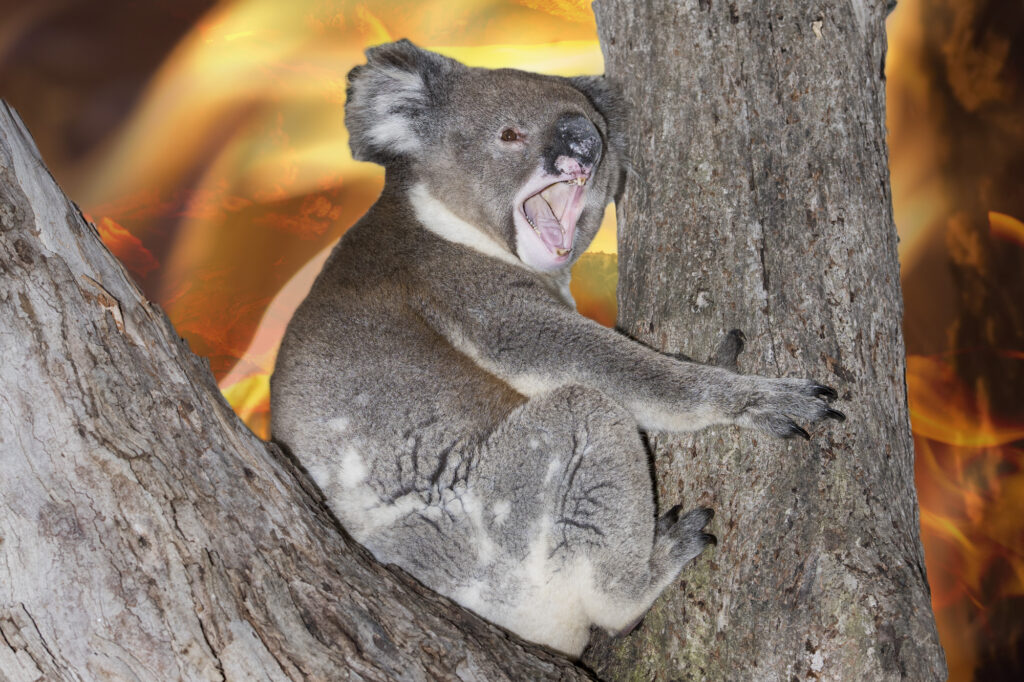 Koala sitting in a tree yelling with a bushfire raging behind it