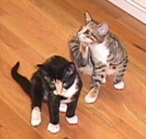 A black and white and tabby kitten referred to as the girls