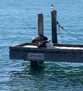 A pelican sitting on a jetty by the water