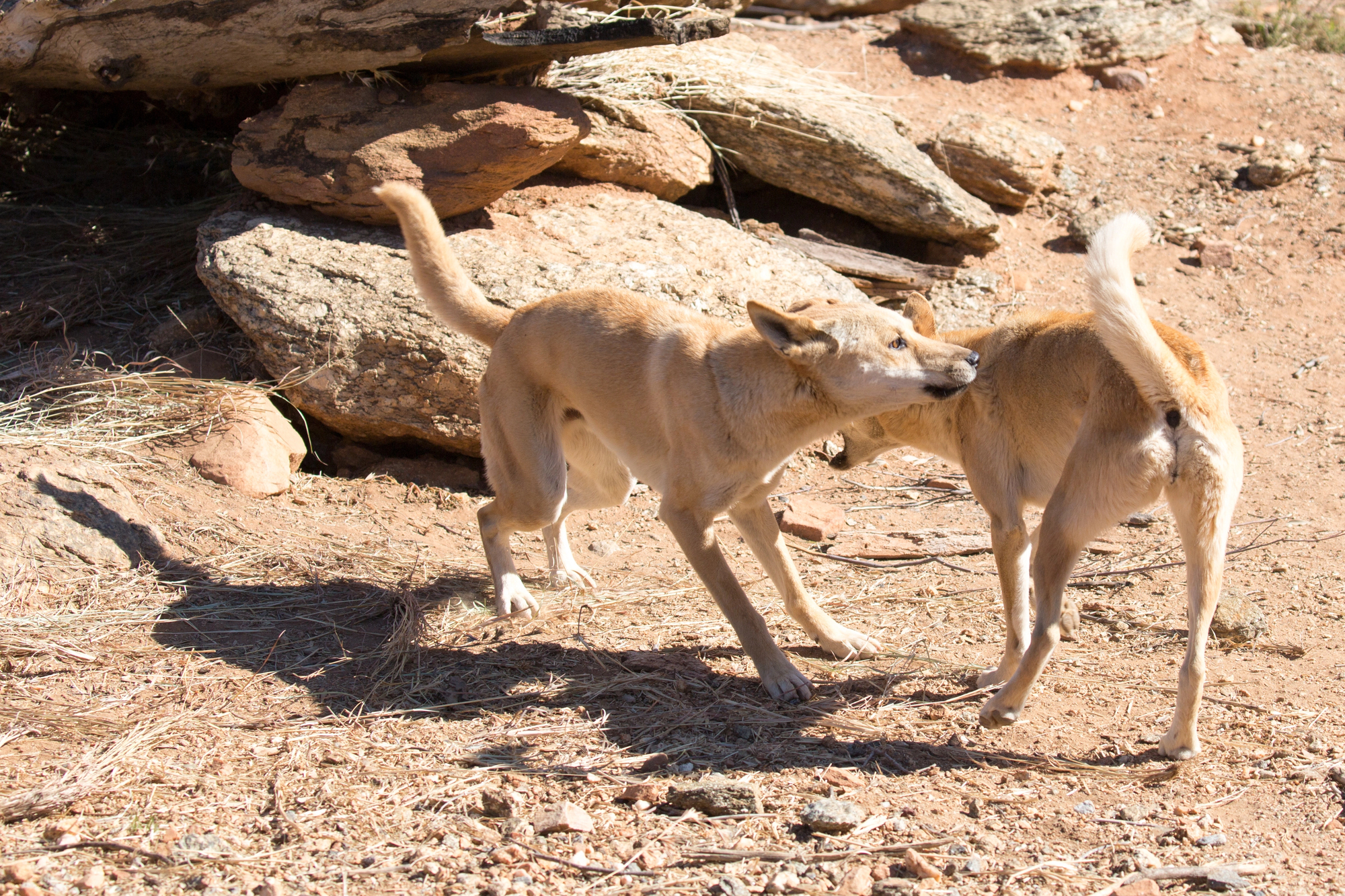 Two dingoes fighting in front of rocks and on a dry barren brown soil