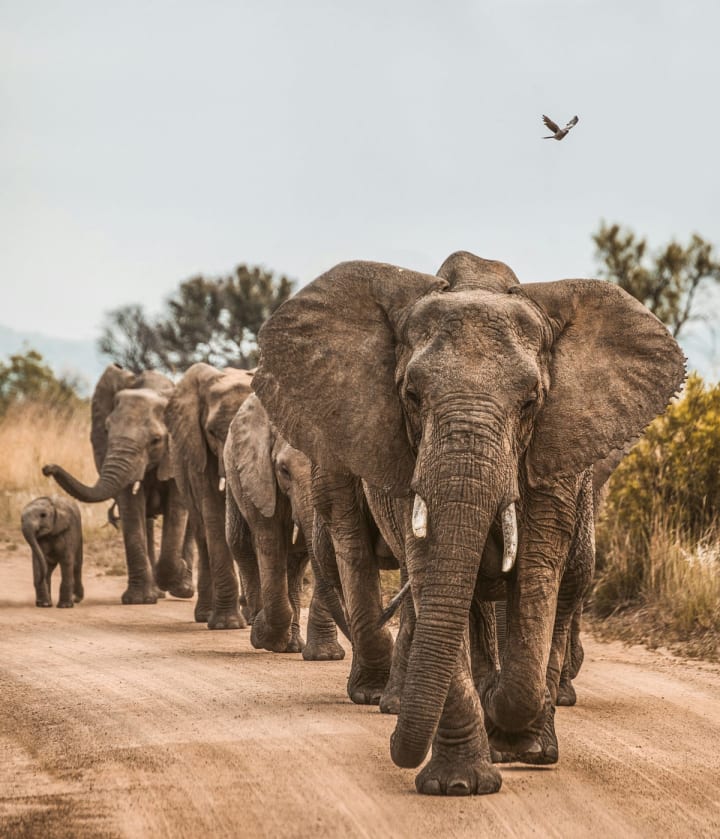 A herd of elephants lead by the matriarch, walking down a track.