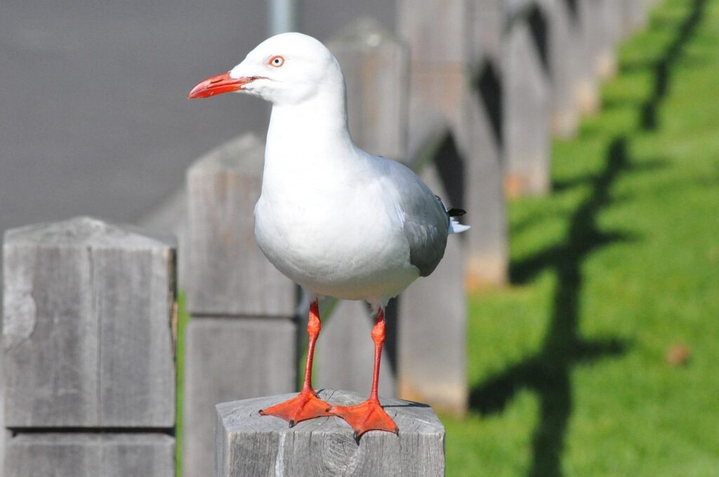 A seagull standing on a post