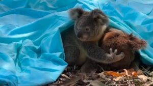A baby koala holds tightly to its mother after they have been blown from a tree.